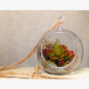 Hanging Terrarium/Air Plant globes, Set of 2